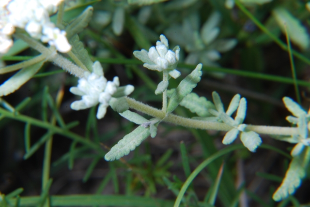 Teucrium capitatum